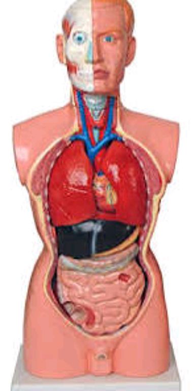 Medical Teaching Mannequin by Scantrik