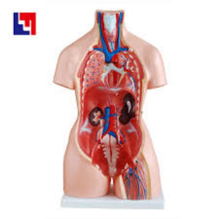 Biological Human Model by Scantrik