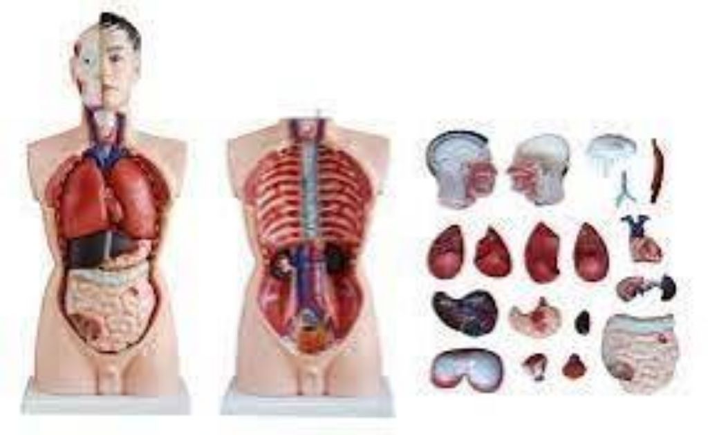 Model Human Torso by Scantrik