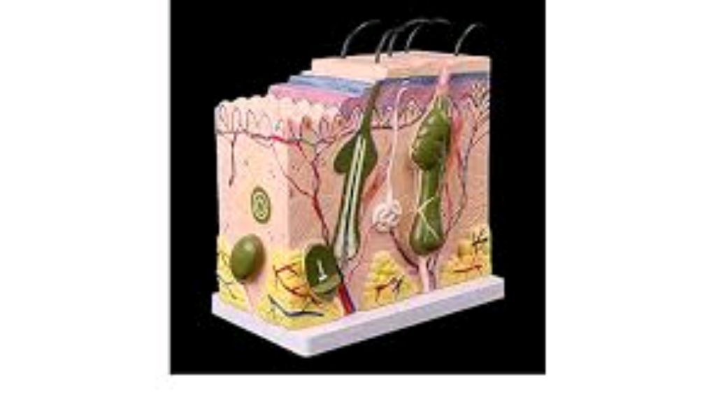 Skin Model by Scantrik