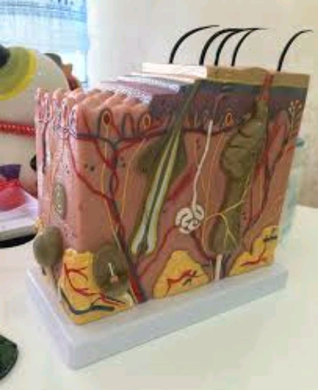 Human Skin Model by Scantrik