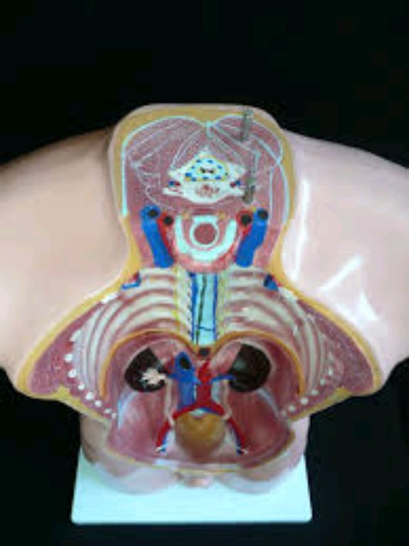 Anatomy Model Torso 85cm by Scantrik