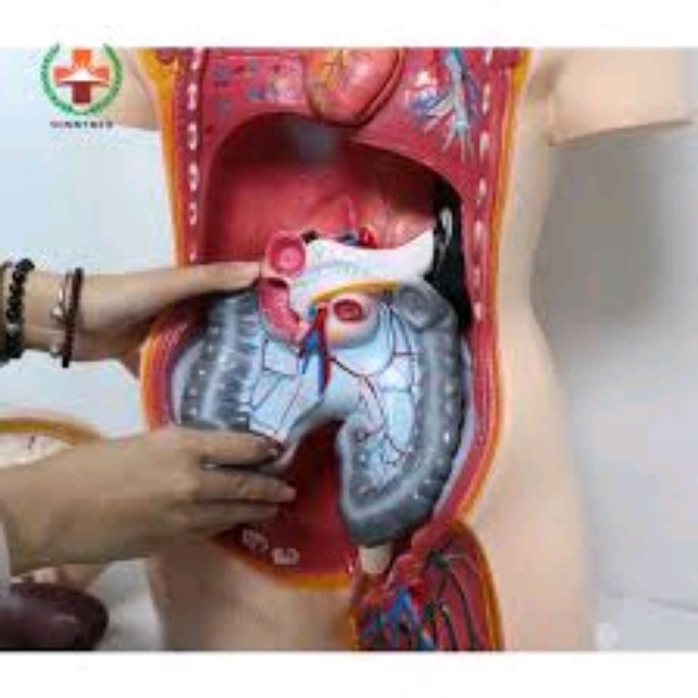 Scientific Human Torso Model by Scantrik