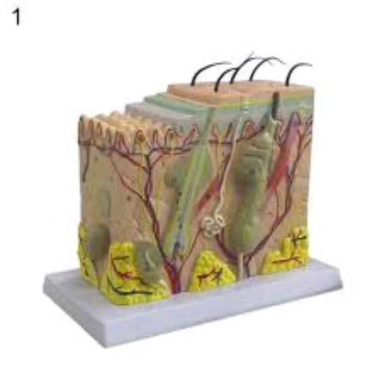 Anatomical Structure Of The Skin by Scantrik