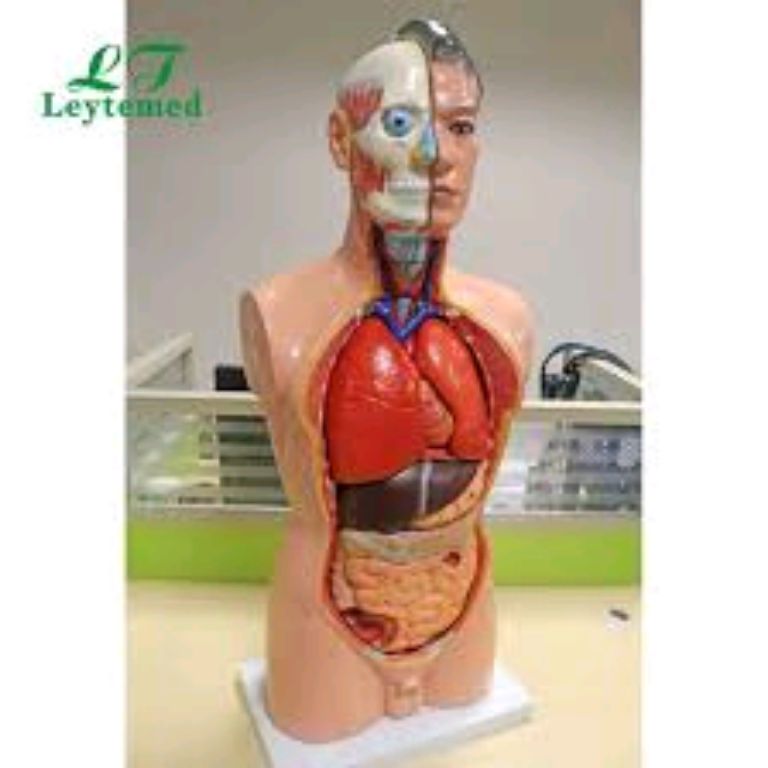 Anatomy Model Torso 85cm by Scantrik