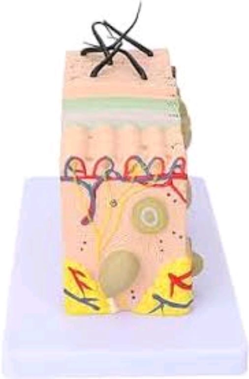 Skin Structure by Scantrik