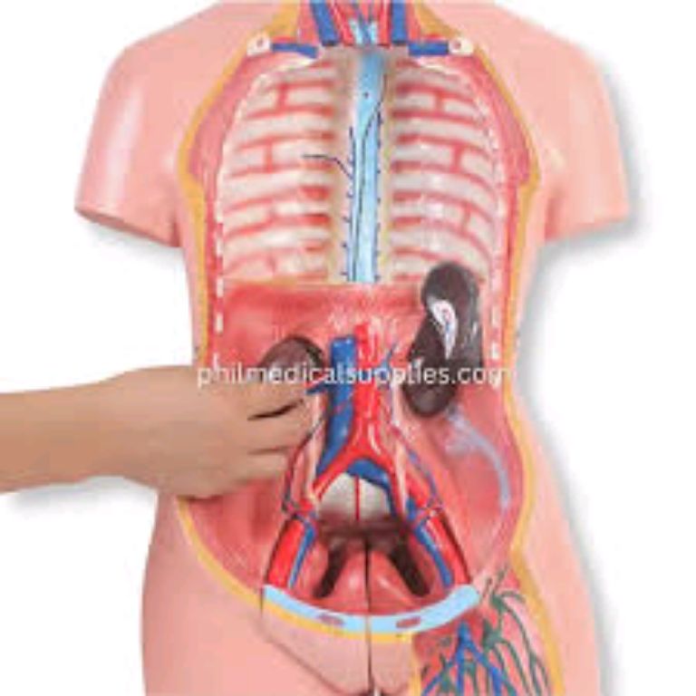 Human Body Model by Scantrik