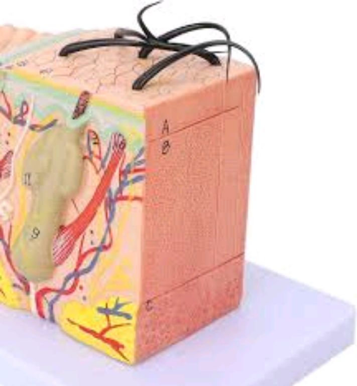 Skin Tissue Model by Scantrik