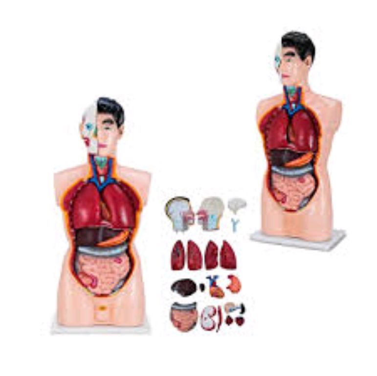 Human Anatomy Full Size by Scantrik