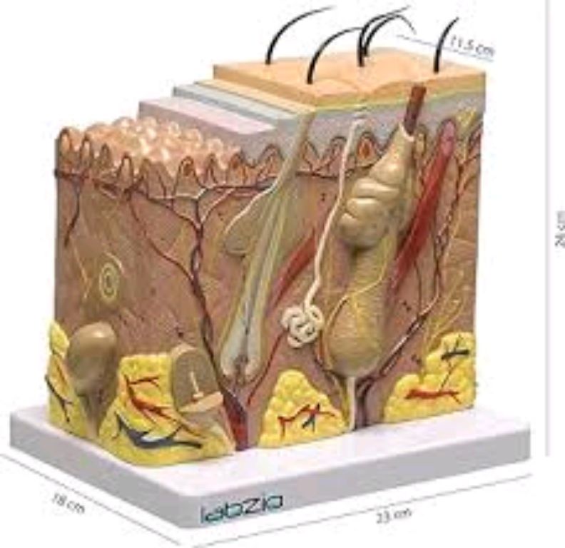 Biological Anatomy Of The Human Skin by Scantrik