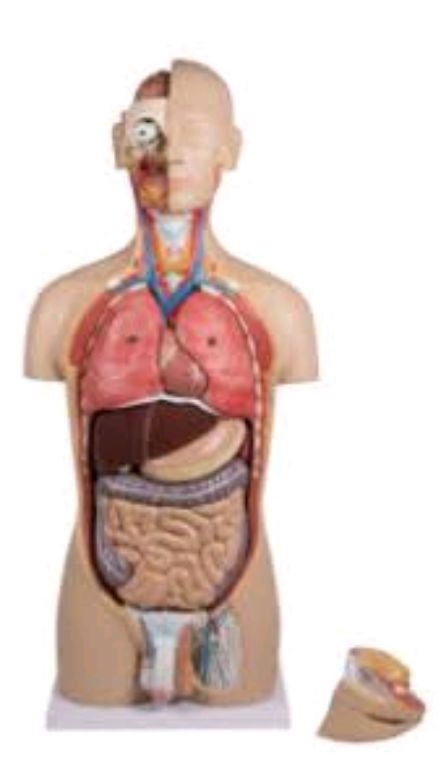 Male Torso Anatomy By Scantrik