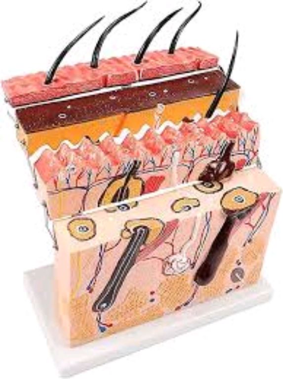 Structure Of The Skin by Scantrik