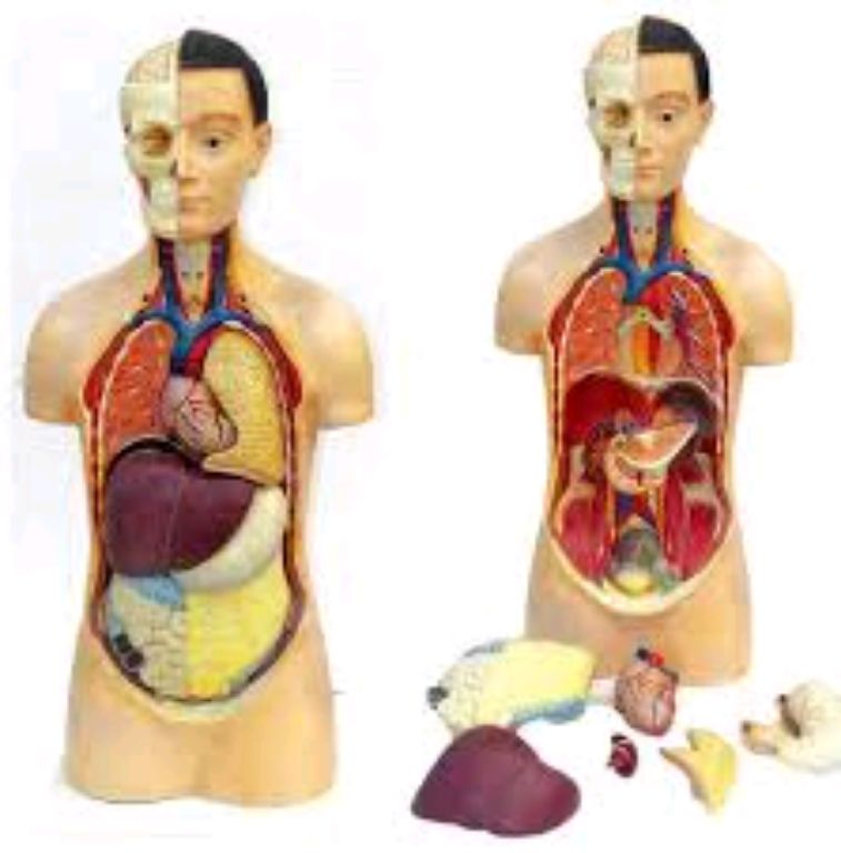 Human Anatomy By Scantrik