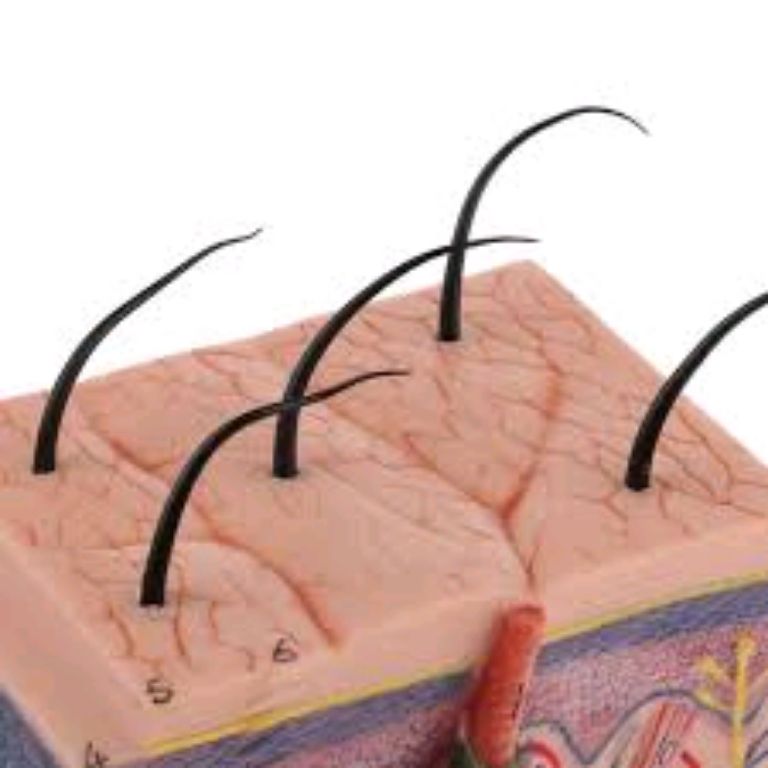 Anatomy Of The Skin by Scantrik