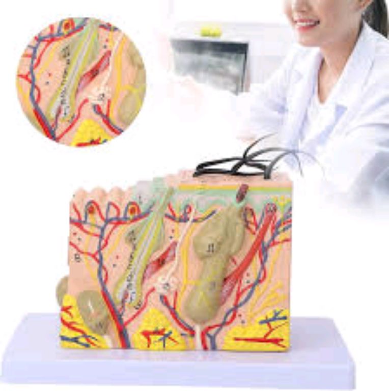 Layer Of The Skin by Scantrik