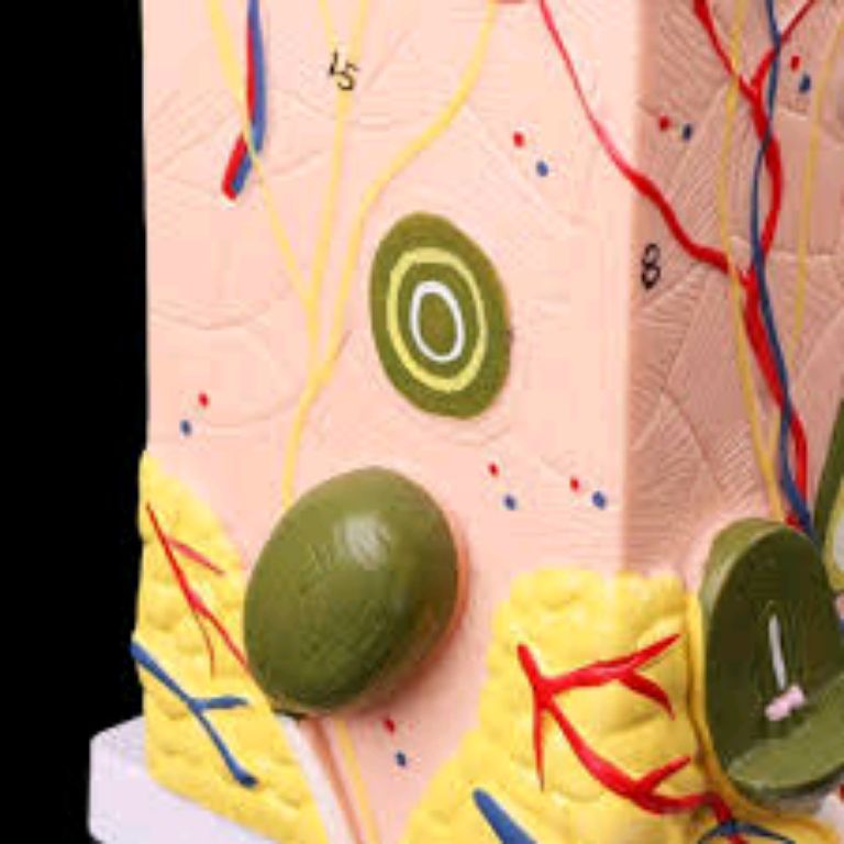 Human Skin by Scantrik