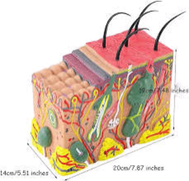 Skin Anatomical model Human by Scantrik