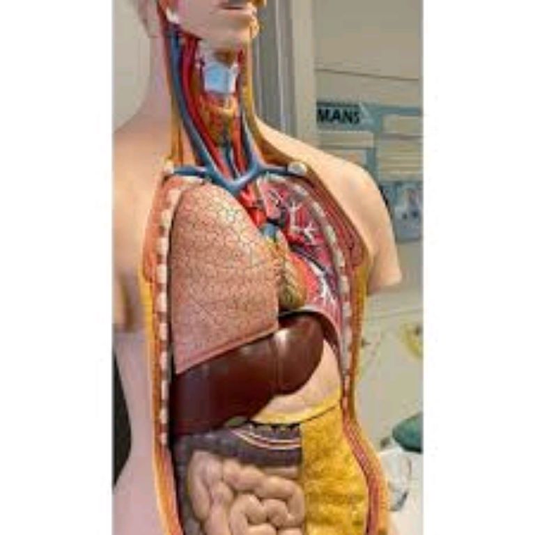 Anatomy Model Torso by Scantrik