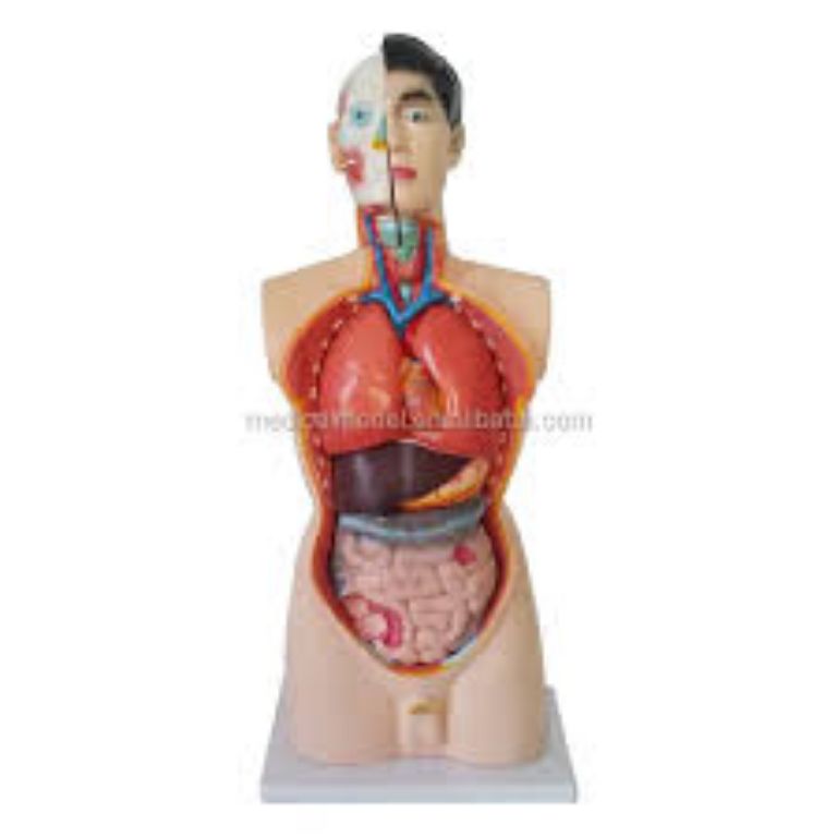 Anatomy Model by Scantrik