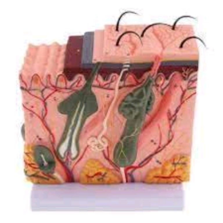 The Skin Tissue Model by Scantrik