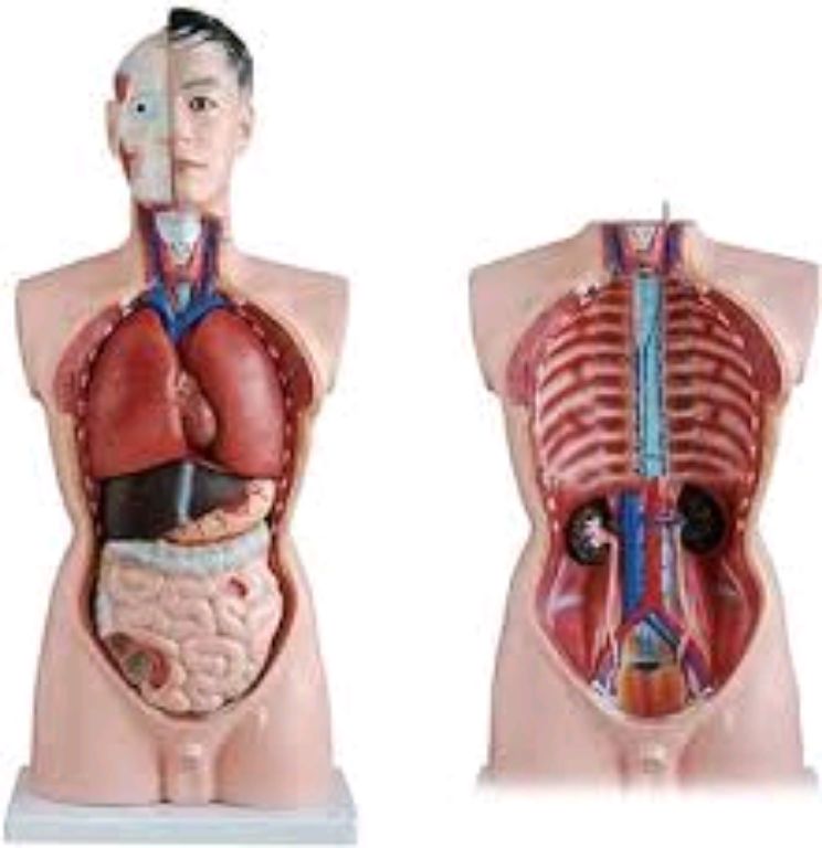 Human Torso Anatomy By Scantrik