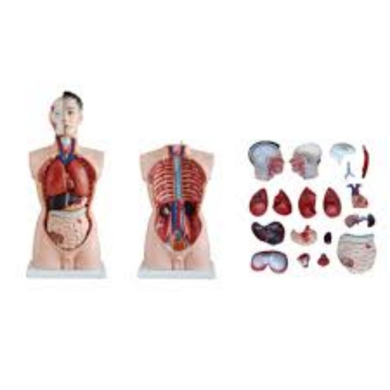 The Human Torso Model by Scantrik