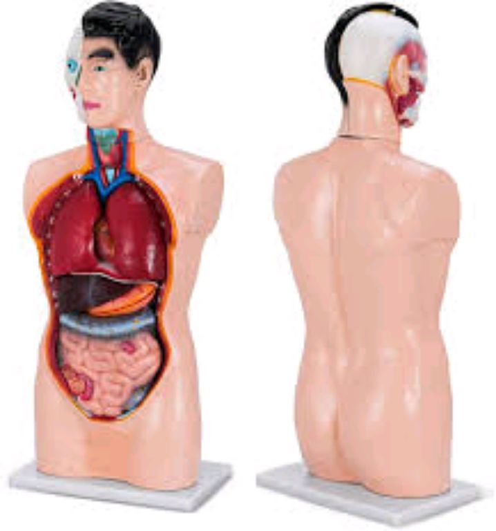 Human 85CM Male Torso by Scantrik