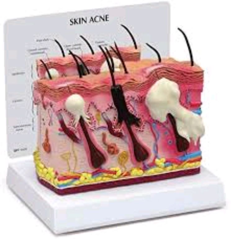 Biological Anatomy Of Human Skin by Scantrik