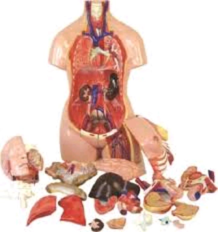 Unisex Torso Model by Scantrik