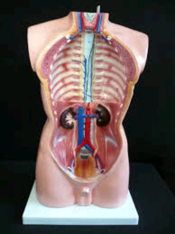 Human Torso Model (85 cm) By Scantrik