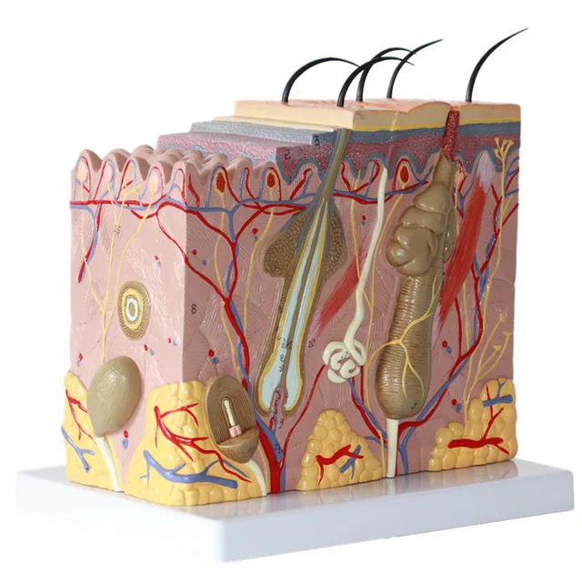 Medical science skin tissue model by Scantrik