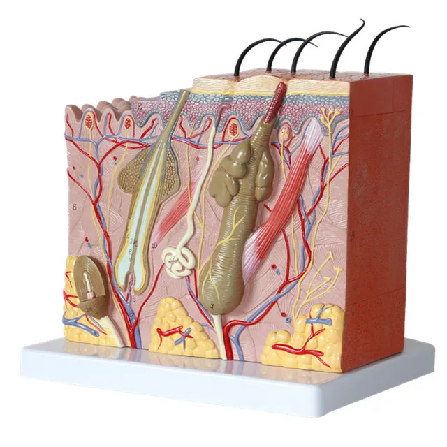 Skin structure model by Scantrik
