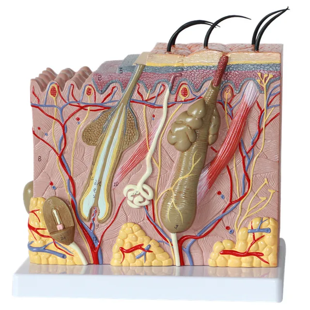 Skin layer model plastic tissue by Scantrik