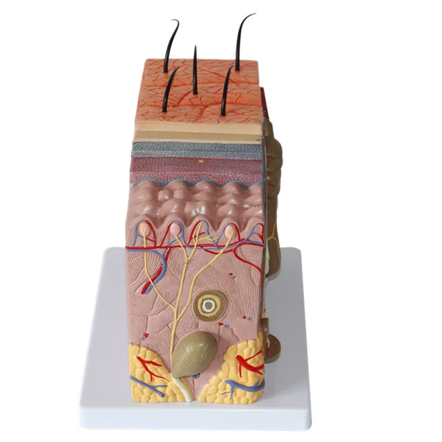 Anatomical model of skin tissue by Scantrik