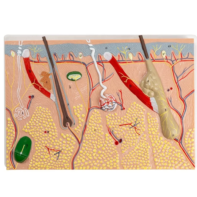 Skin tissue structure by Scantrik