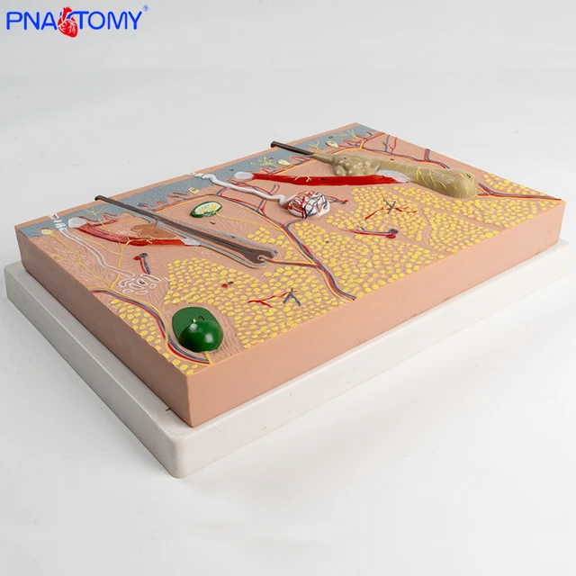 Plastic skin tissue by Scantrik