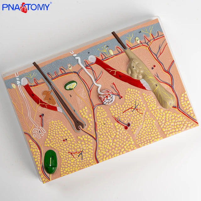 Model skin tissue structure by Scantrik