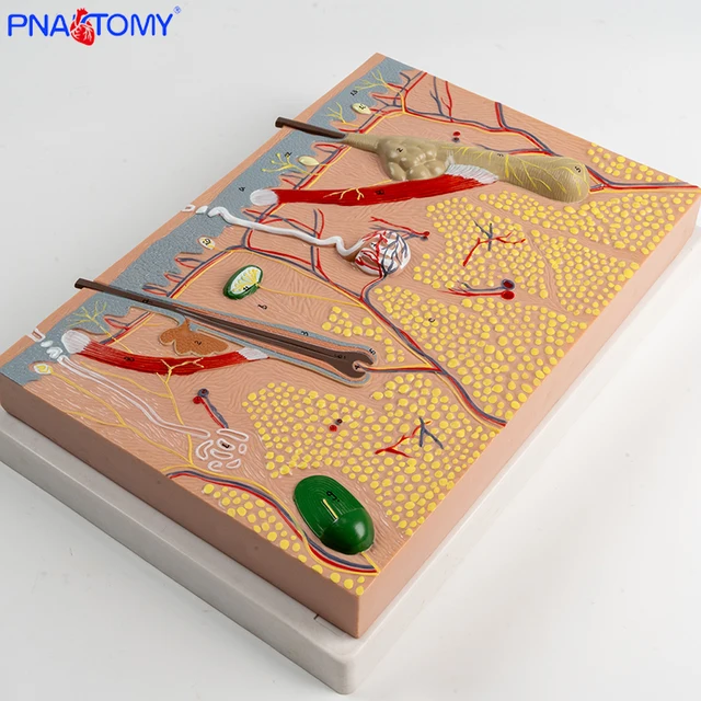 Model structure skin tissue by Scantrik