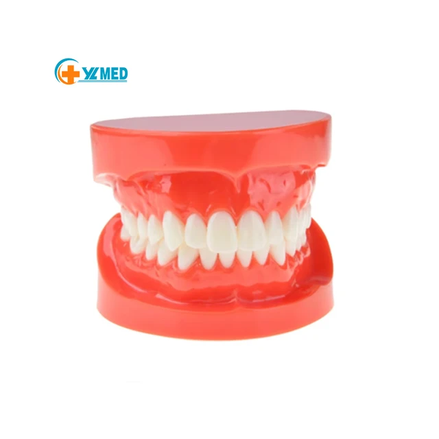 Dental care teeth model by Scantrik