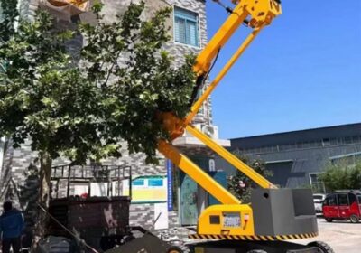 IMG_20241108_39887-1