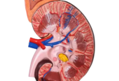 Kidney Model (2 part) size 20×10×7cm by Scantrik medical supplies