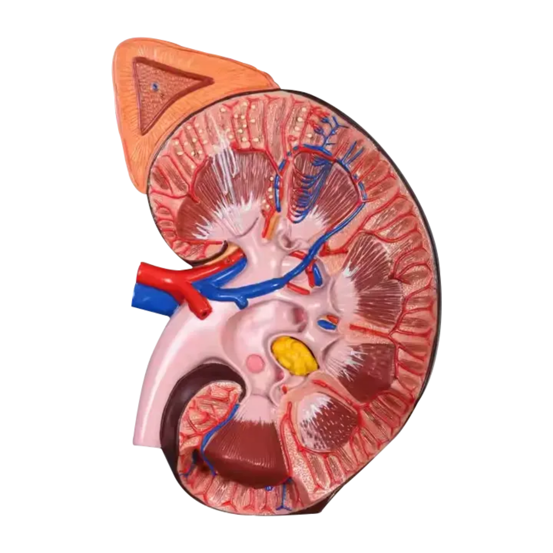 Kidney Model (2 part) size 20×10×7cm by Scantrik medical supplies