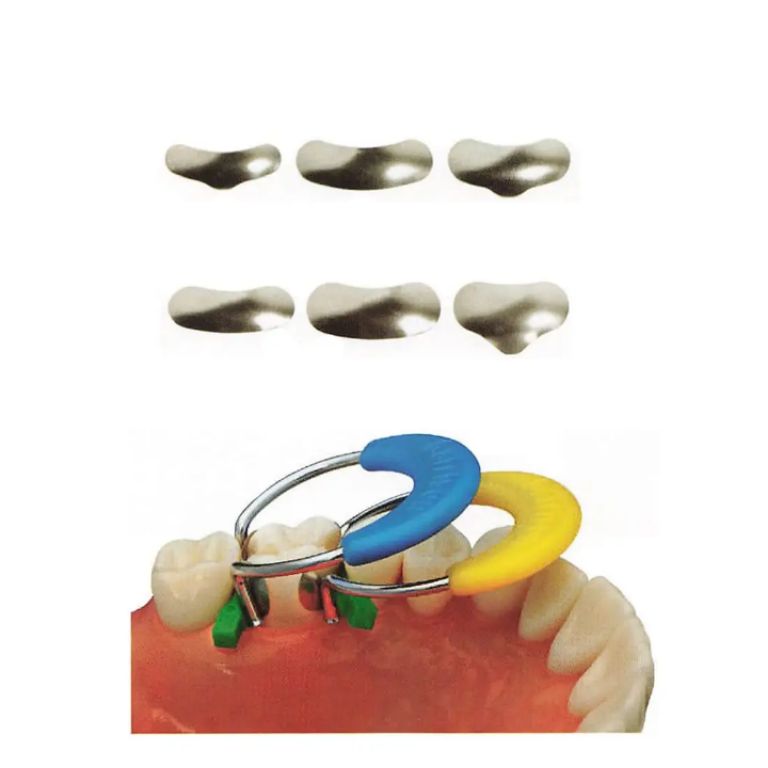 Gingival Tissue (Upper) by Scantrik