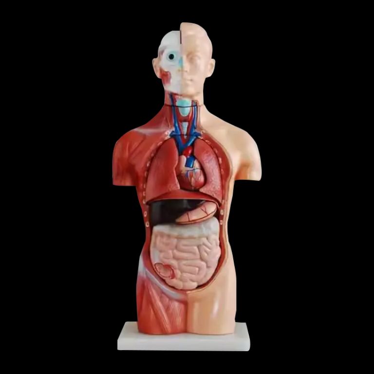 Abstract Torso by Scantrik