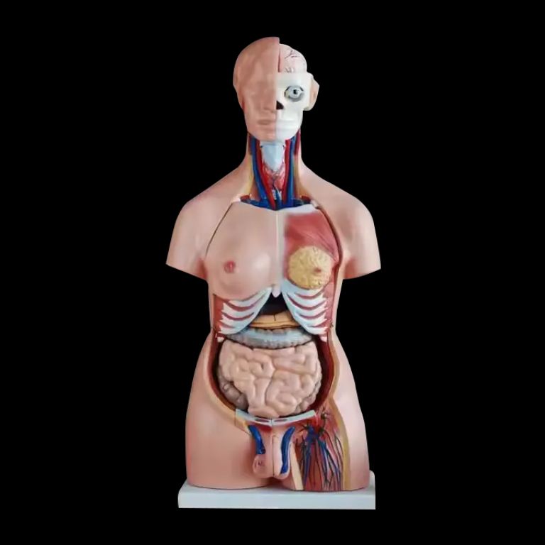 Sterilized Structure by Scantrik