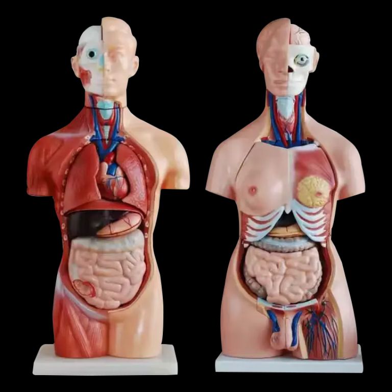 Sexless Torso-12 Parts by Scantrik