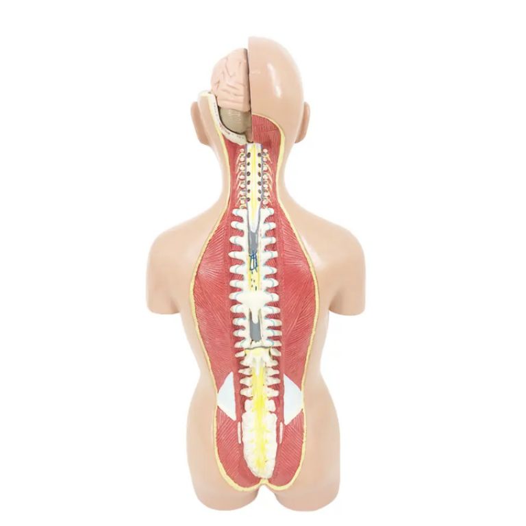 Asexual Figure by Scantrik