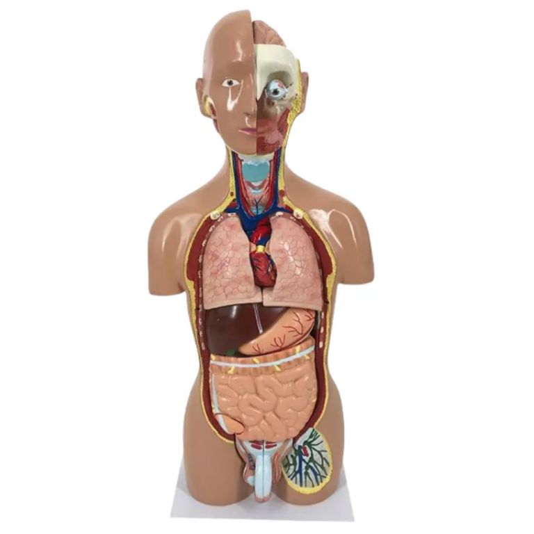 Nonbinary Anatomy by Scantrik