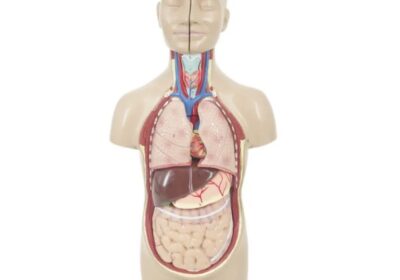 IMG_20250429_59550-1