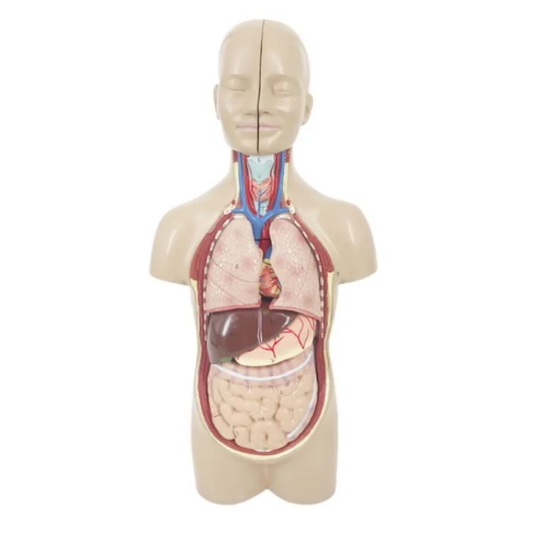 Unmarked Physique by Scantrik